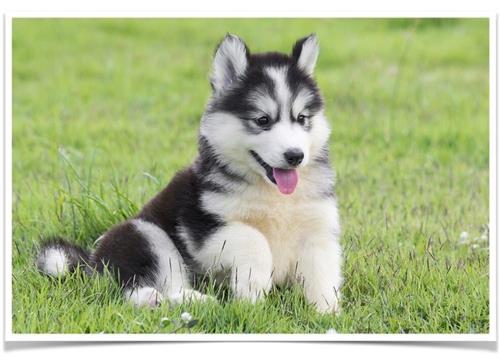Husky