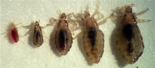 Phases of life of a louse (lice) 