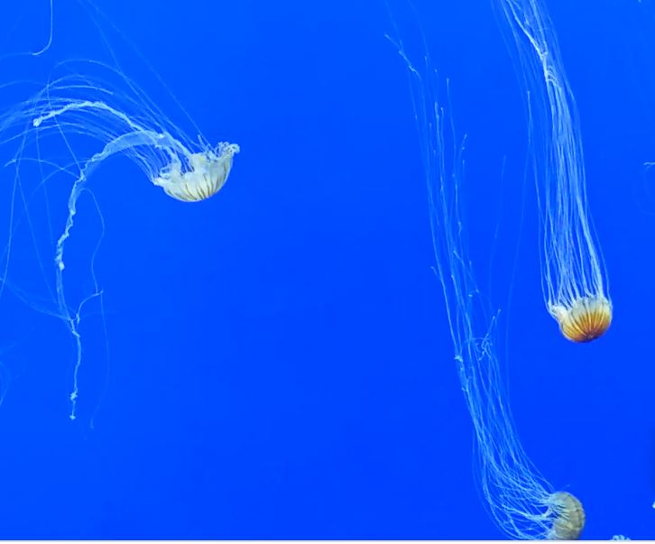Georgia Aquarium Ocean Viewer Live Camera
