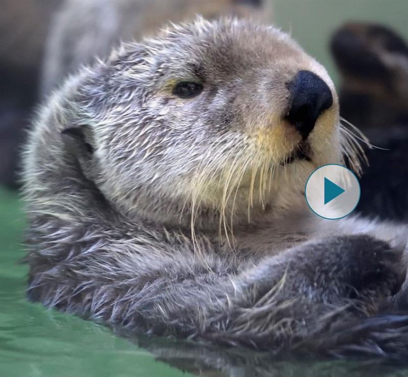 Live Otter Camera