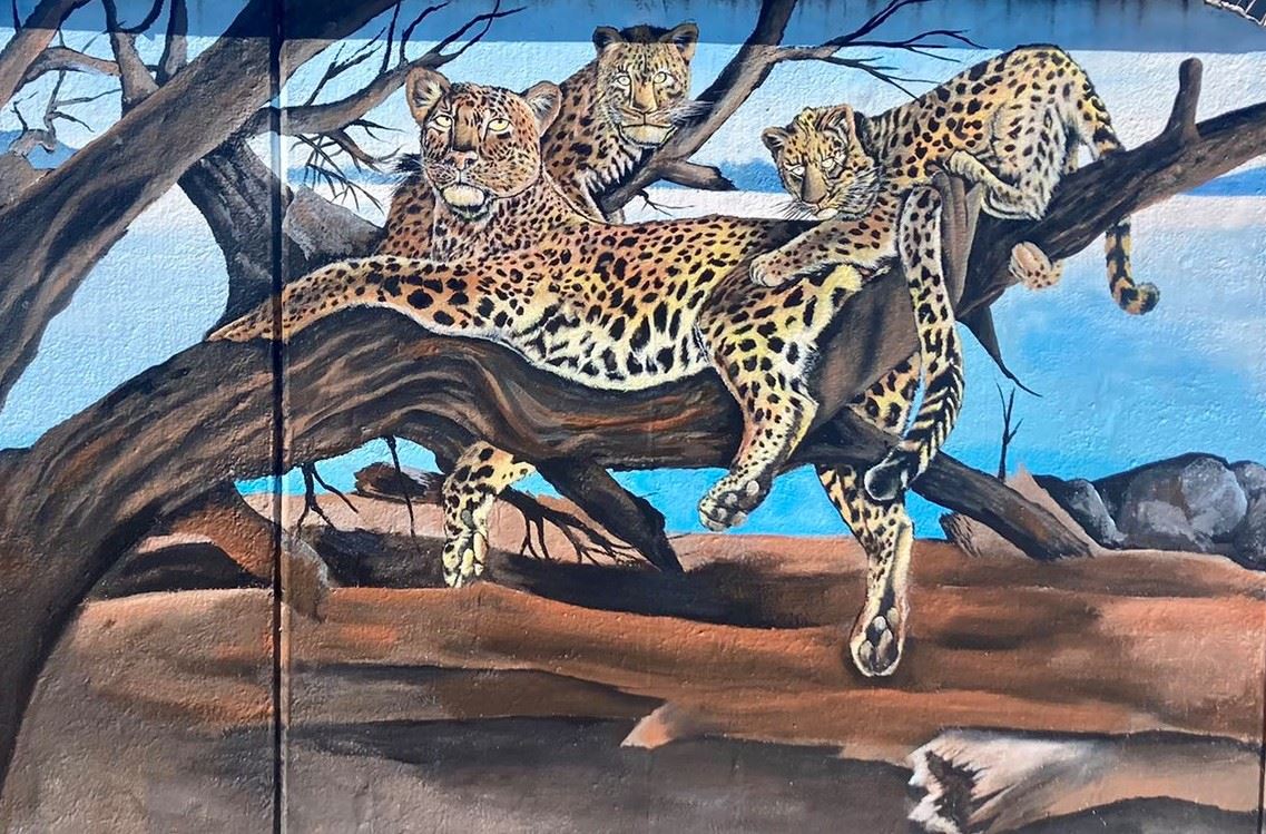  Leopards