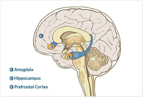 brain 