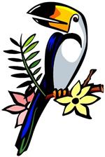 toucan 