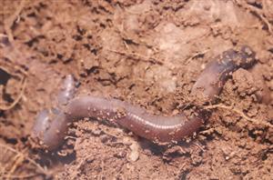 worm 