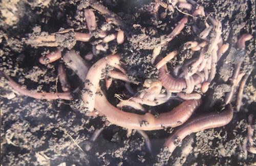 worm 2 
