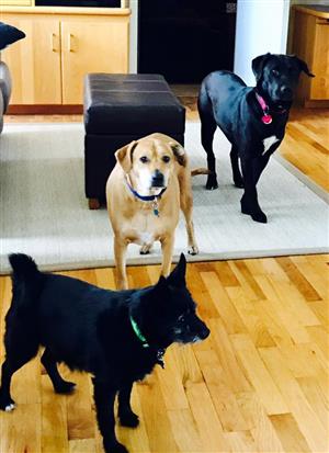 My dogs 