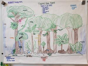 Tropical Rainforest 