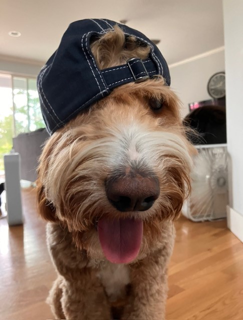 A cute dog in a baseball cap