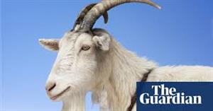 goat 