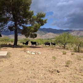 Cattle Ranch Az 