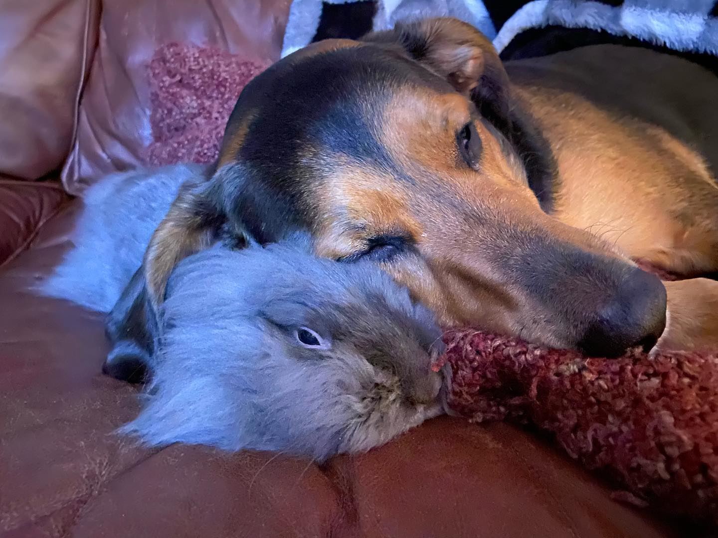 Eeyore and Columbo