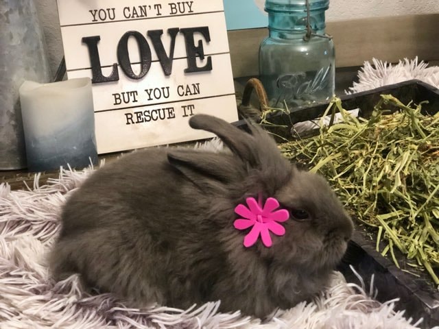 Bunny 