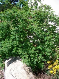 Baldhip Rose