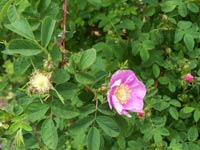 Baldhip Rose