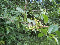 Bitter Cherry