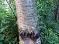 Bitter Cherry