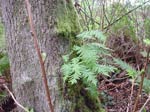 smooth and leathery leaves