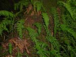 perennial plant