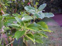 Pacific Madrone