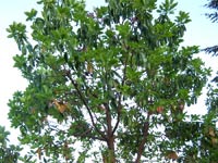 Pacific Madrone