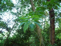 Pacific Madrone