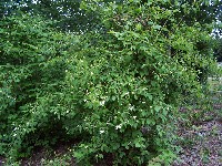 Mock Orange