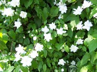 Mock Orange
