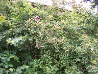 Nootka Rose