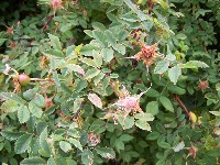 Nootka Rose