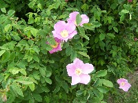 Nootka Rose