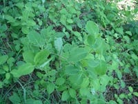 Orange Honeysuckle