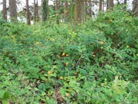 Orange Honeysuckle