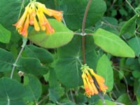 Orange Honeysuckle
