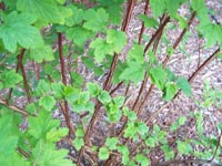 Pacific Ninebark