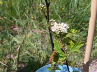 Pacific Ninebark