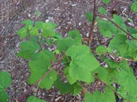 Pacific Ninebark