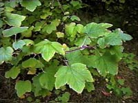 Red Flowering Currant