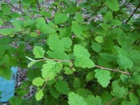 Red Flowering Currant
