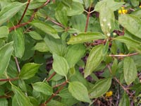 Red Osier Dogwood