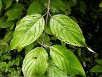 Red Osier Dogwood