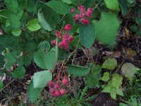 Western Serviceberry