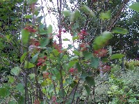 Western Serviceberry