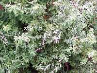 Spirea-Hardhack