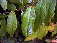Spirea-Hardhack