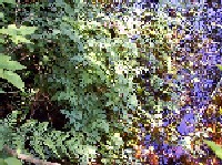 Water Parsley