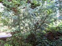 Western Yew