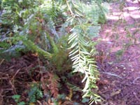 Western Yew