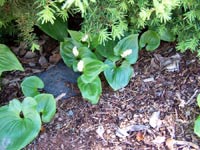Wild Ginger