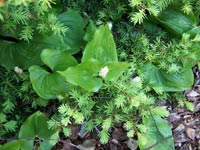 Wild Ginger