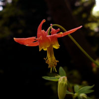 Columbine